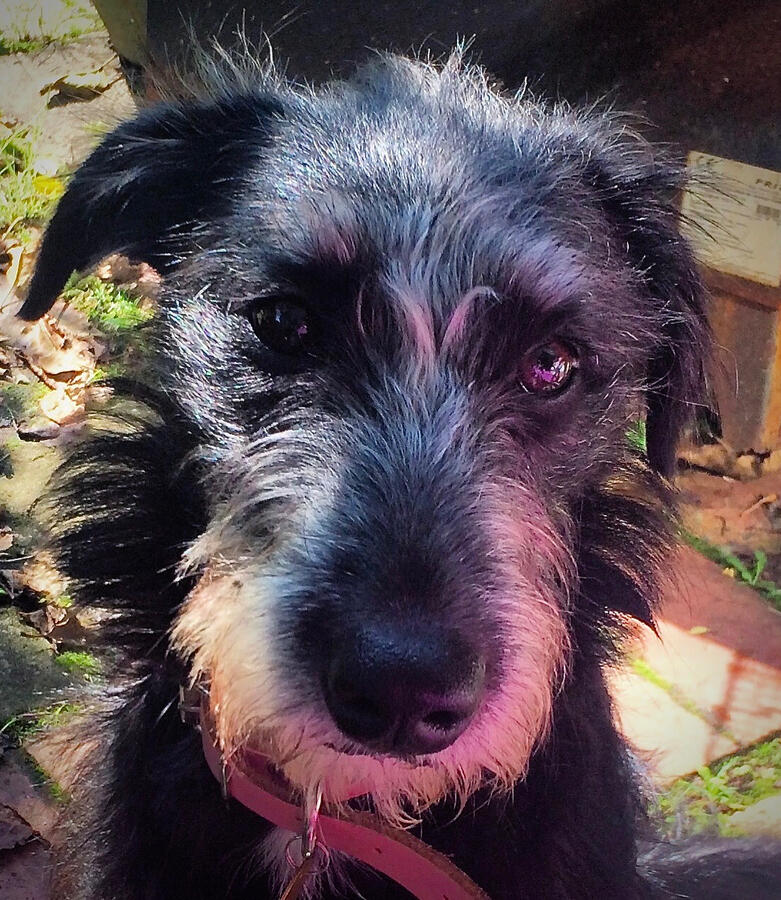 Blossom - Director of Naps