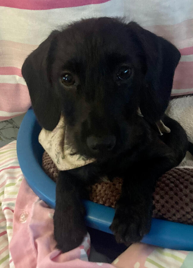 Maple - Head of Security (Chewer of Socks)