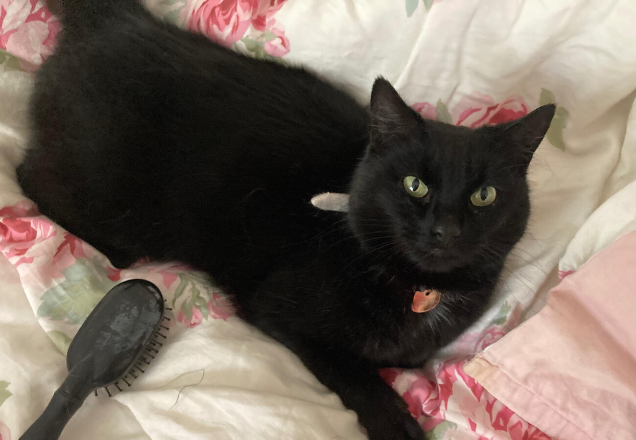 Willow - The Real Boss (Obviously)